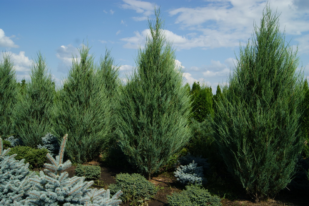 Juniperus scopulorum `Skyrocket`_2.JPG